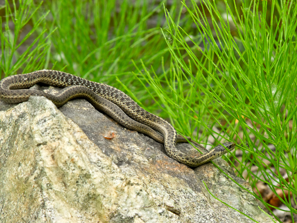 Photo of Thamnophis elegans by <a href="http://www.flickr.com/photos/wolfnowl">Mike Nelson Pedde</a>